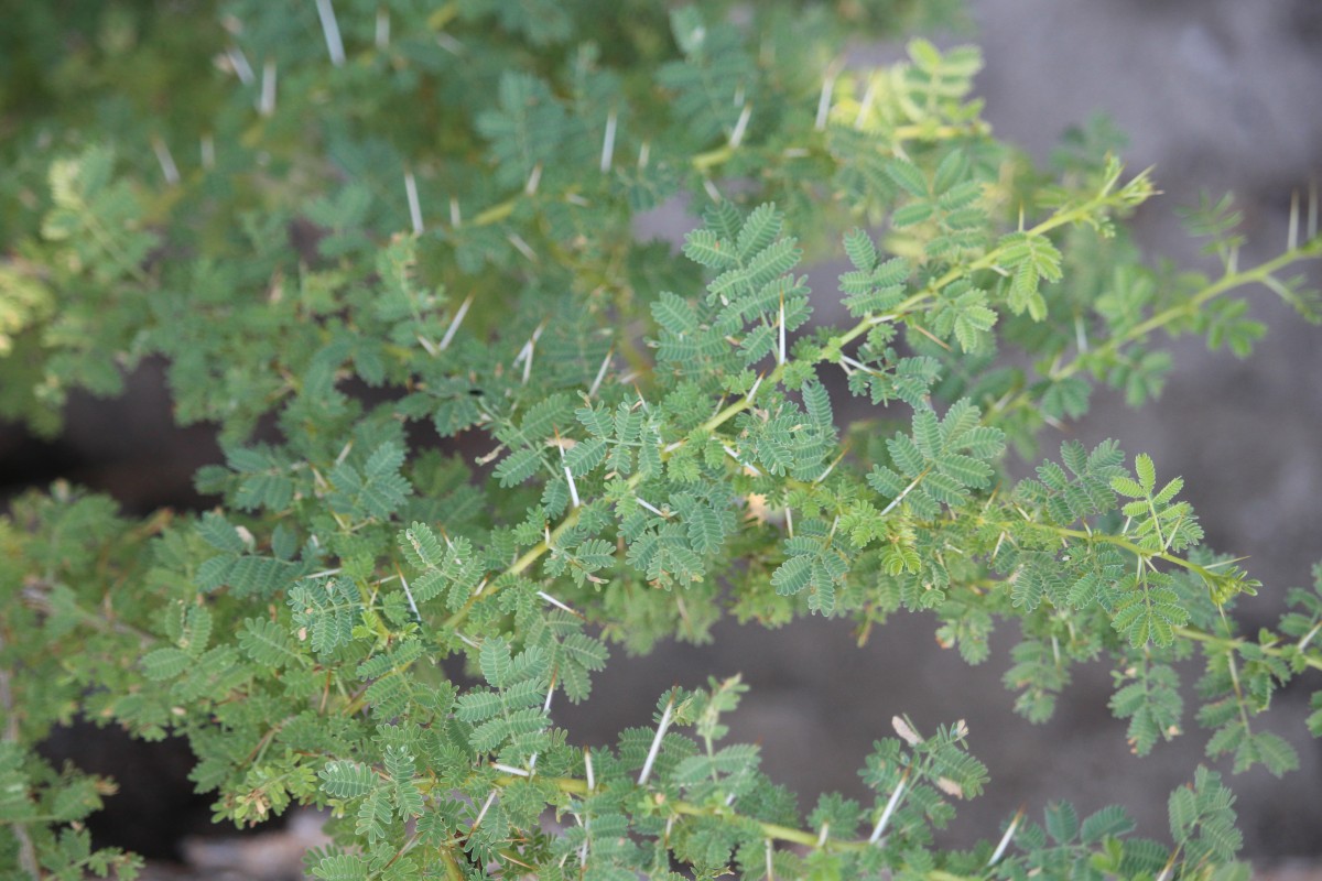 Vachellia planifrons (Wight & Arn.) Ragup., Seigler, Ebinger & Maslin